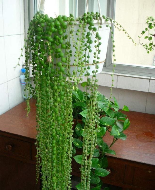 晾衣杆上养花,不占地又好看,养这几种砰砰开花