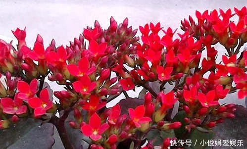 玻璃|家庭版玻璃海棠好养,但施肥需要注意几点