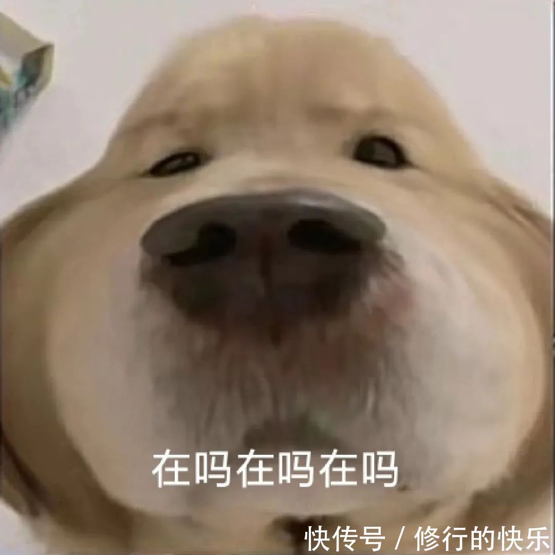 |搞笑表情包|来嘛~