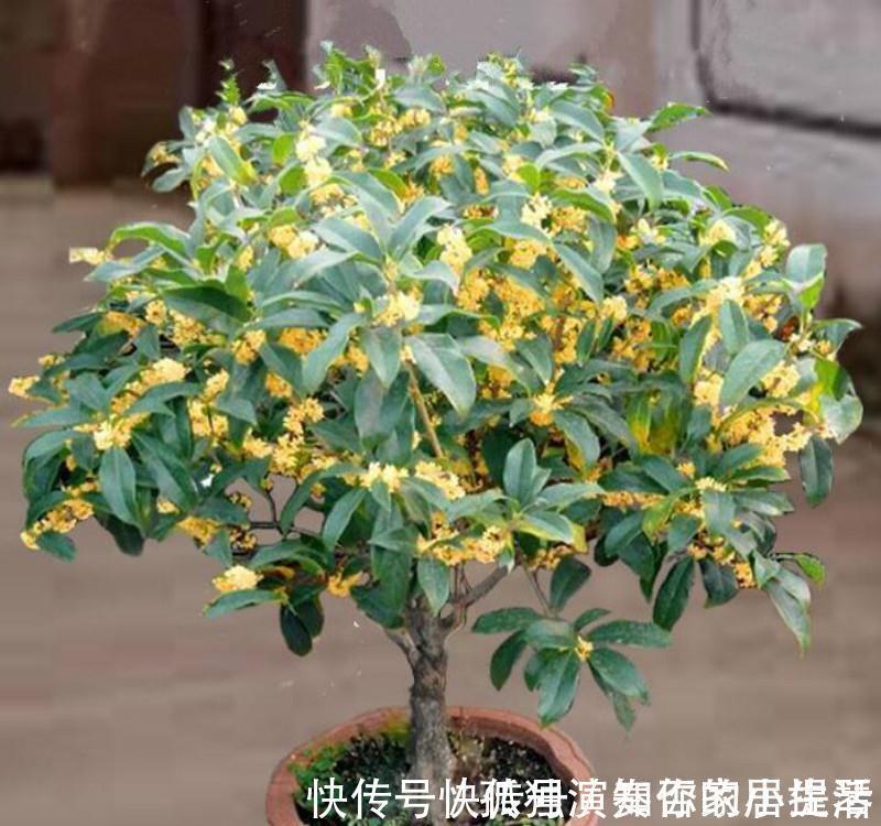 果树|3种“养人树”,漂亮有香味,能吃能观赏,建议至少养一种