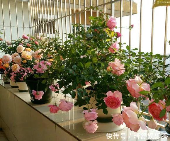 腐叶土|3种“碎渣渣”，是养花的好材料，掺土里花儿蹭蹭长，开爆盆！