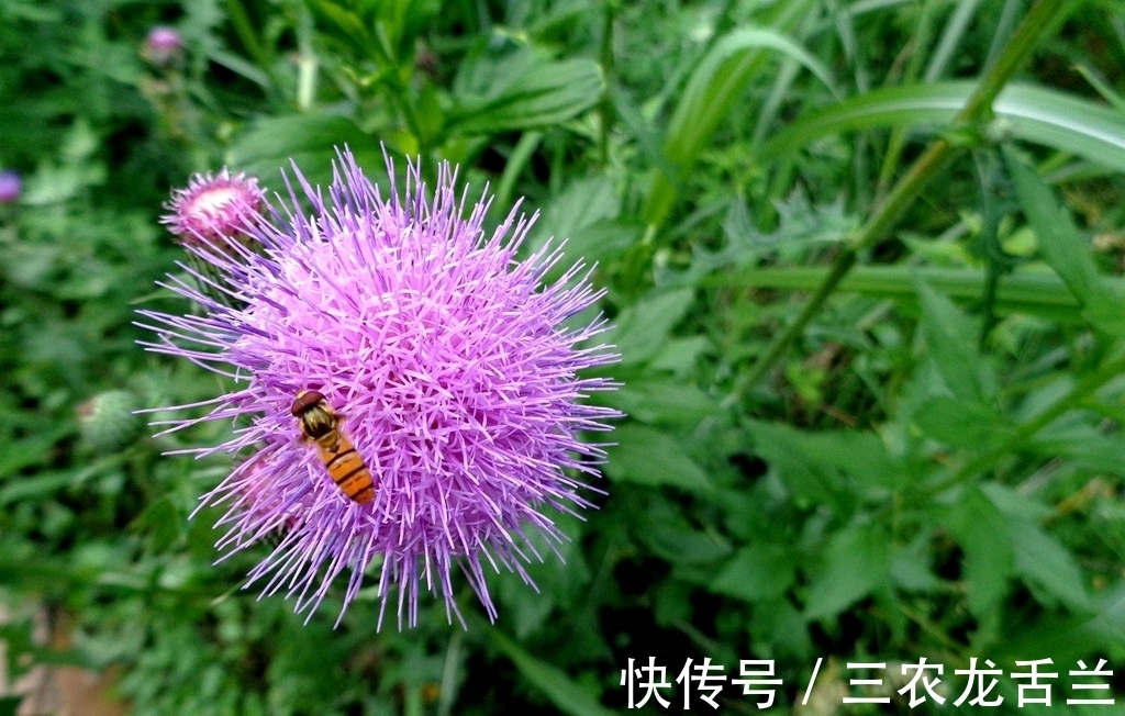 野草|农村一种植物野草,茎叶有刺,是一种野菜