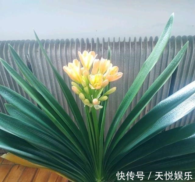 啤酒|给君子兰喝一种饮料,一年长6片叶片,闪亮发光