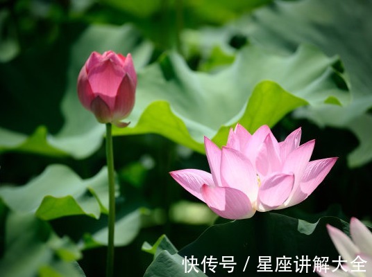 桃花|11月上旬，4属相运势迎来又一春，未来飞黄腾达，事业平步青云