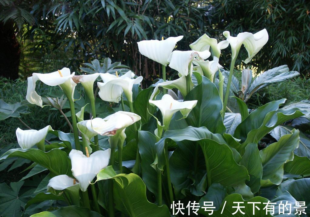 养花试试这几款，开花引蝶，风中起舞，很美