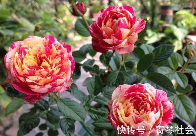 月季|养花的这种“坑”，入了就爬不出来，钱包越变越薄，你也是吗？
