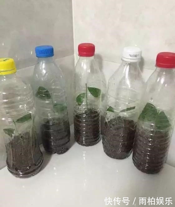 家庭养花，塑料瓶是“宝贝”，学会5个使用“小妙招”，一生受用