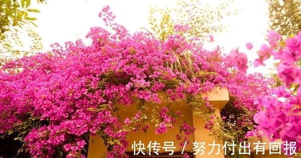 过年在朋友家住,院子设计太美了,满院子都是花卉,拍给大家看看