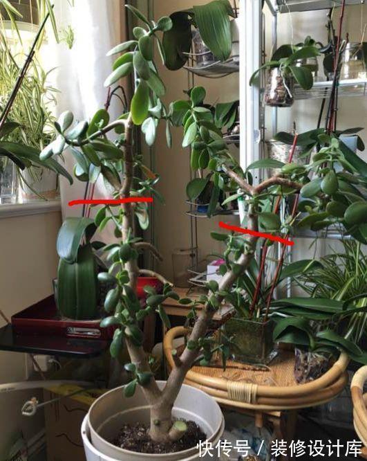 花友|7种花,现在要砍头,冲天炮变成爆炸头