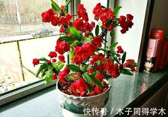 生根|立秋后，建议扦插6种花，温度适宜“利于”生根，成活率高