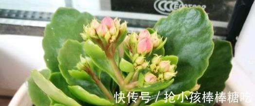 3种花冬天养，忍住“30天”不浇水，反而越养越旺，“窜”满盆！