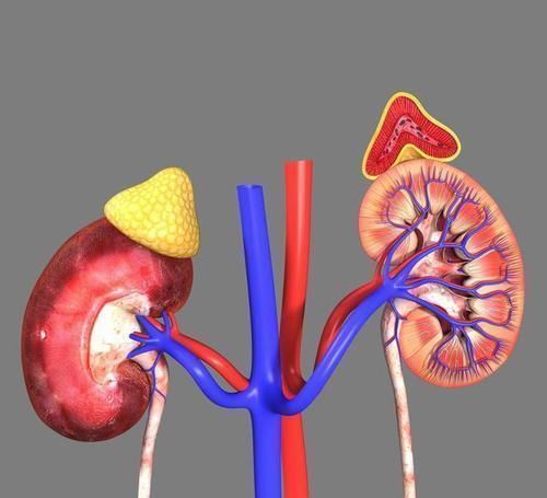 桑叶|乡下土里长出来的降压药,高血压吃一个降一个,血压根本高不起来