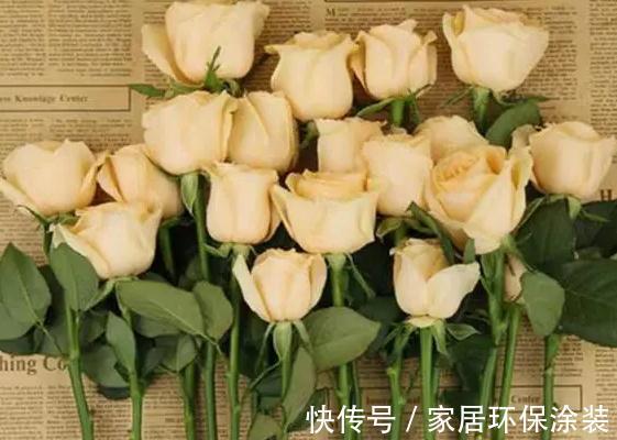 杯状|雪山系列的月季花，瓶插简直太美了