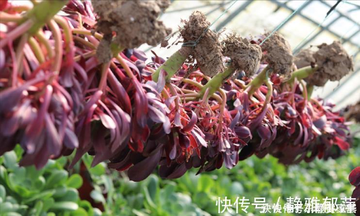 老桩|黑法师盆景培育技巧,只要做3步,采用“倒挂法”,变成盆景老桩