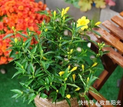 小花|房子再小也要养盆它，越冷越爱开，开花“喷喷香”，天天好心情！