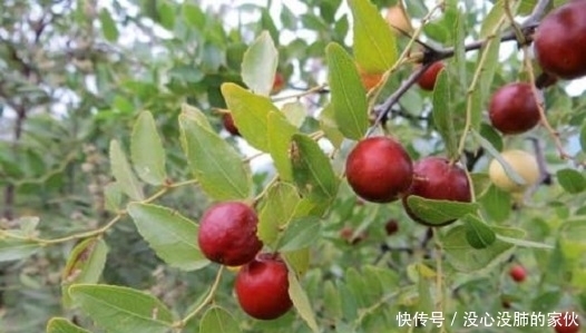 东方睡果|农村山上的“东方睡果”,农村娃都爱吃,有生津止渴的作用