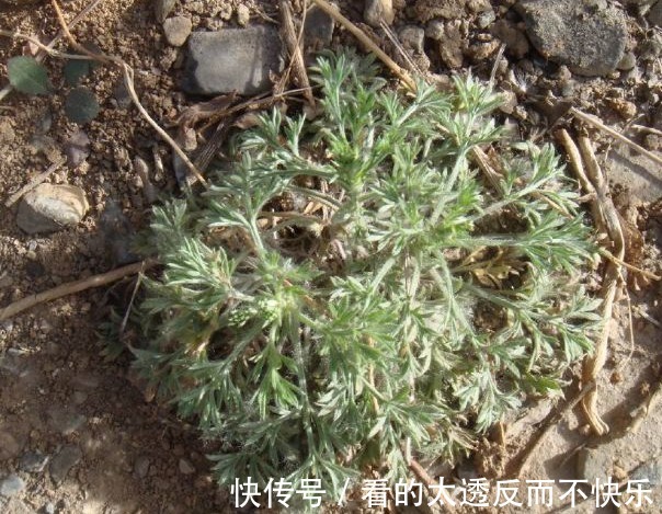 泡水|人称“护肝王”的野草,就在田间地头,泡水能远离肝炎、肝硬化