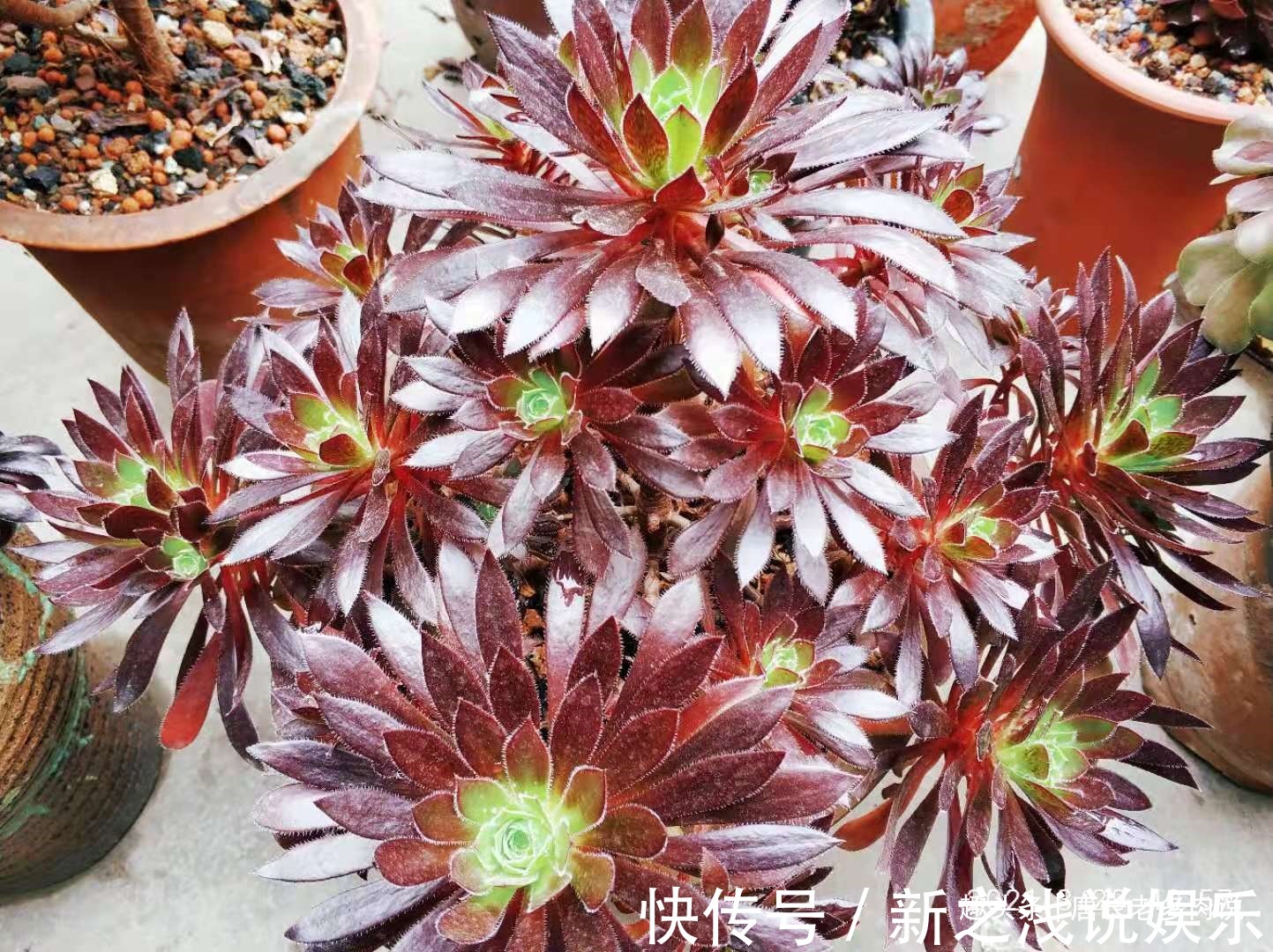 养多肉7年,我的多肉夏天基本不会出现黑腐,来看看是怎么做到的