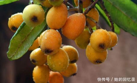 枇杷|农村这些“神果”,清肺养肺治咳嗽,“老烟枪”们最该吃