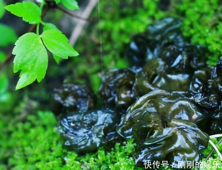  增强体质|冬天养生不妨坚持吃3种食物，排毒清肠，养护血管，增强体质