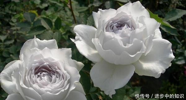 8款浓香月季推荐,种一棵满室飘香,喜欢快收藏