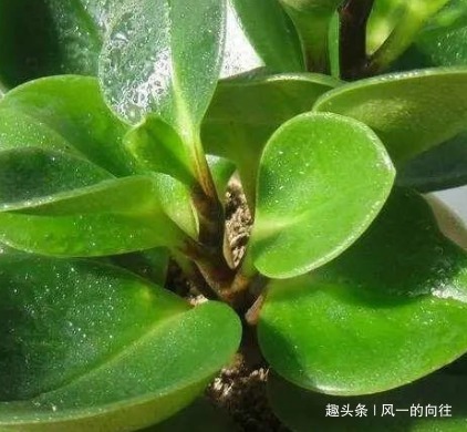 这三种绿植号称二手烟天敌,居家养一盆,空气清新无忧