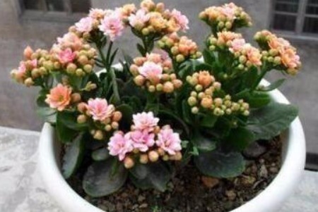 长寿花喝上“天然促花水”,30天就开爆盆,开完还开