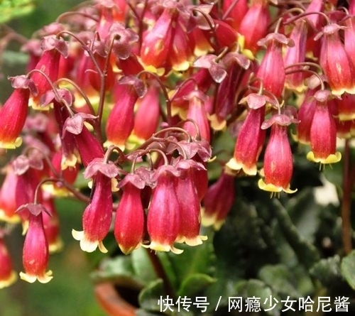 把长寿花培养成老桩并不难,看见了别羡慕,照着做,自己也能养