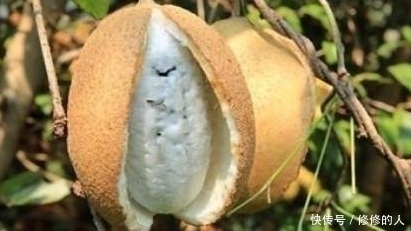 野果子|深山里藏着的这野果子，你吃过没？城里人可是想吃都不一定吃得到