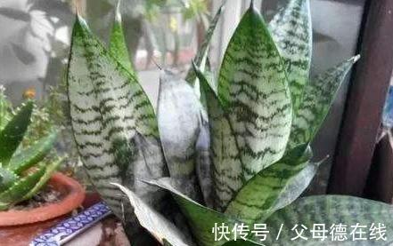 虎皮兰不冒小芽，长势差，盆里埋几粒它，小芽呼呼长叶翠绿