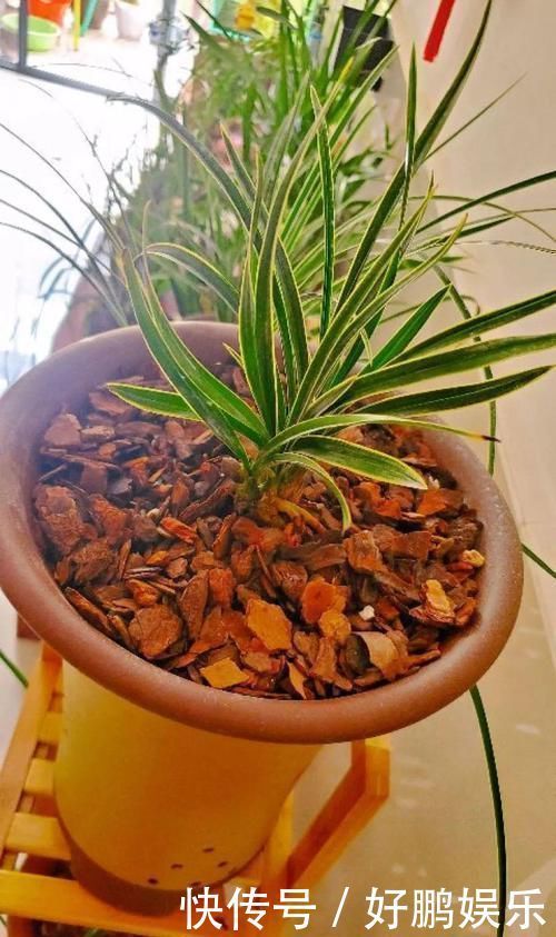 4种不同风格的花,谁见了都爱养,各有各的气质