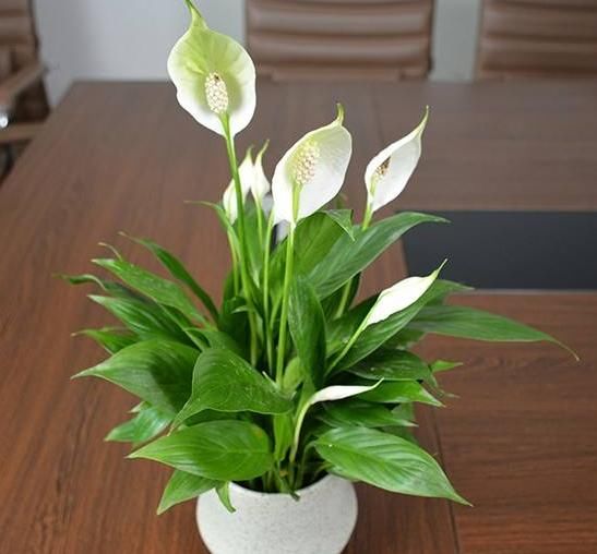 养白掌,做好“四不要”,才能绿油茂盛,开花不停