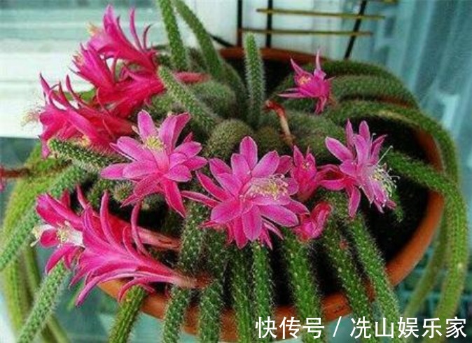 秋冬就养这“花”，越冷越爱开，比蟹爪兰还漂亮，养100盆也不多