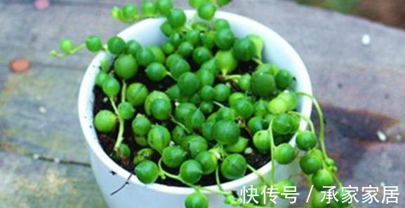 花友|3种有品位,有格调的绿植,养在家里很吸睛