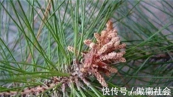 农村|农村的天然白糖，就长在松树上，还能治病，是个啥？