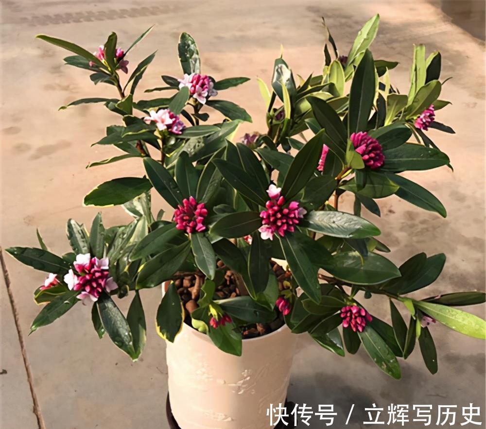 16种花被誉为冬日里的“开花机器”,喜欢就可以养起来,又美又香