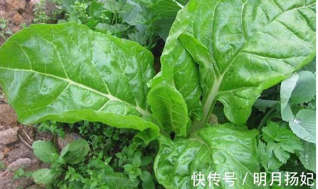 排毒养颜|聪明人喜欢吃3种食物,排毒养颜、延缓衰老,早吃早好!