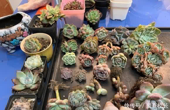 多肉|多肉养的时间久了,失去了兴致,家里还剩下这么多,该怎么处理