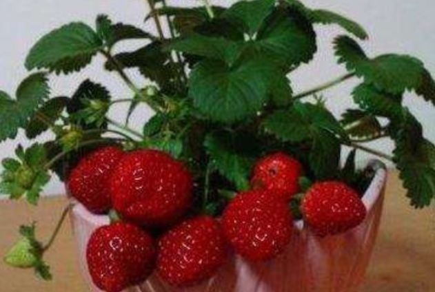 排毒|会吃的人最健康,3种食物离不开,排毒养颜,有益长寿!