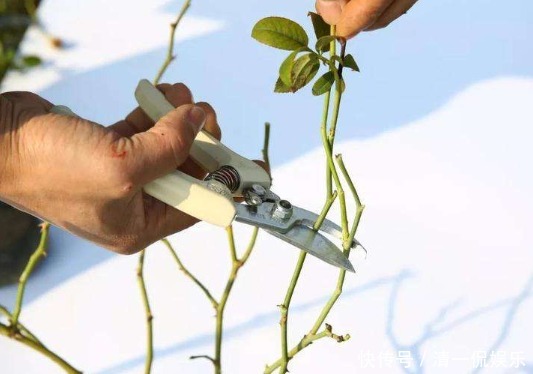 改正|月季花为什么不开花呢其实缘故在这里,学会如何改正就能狂开花