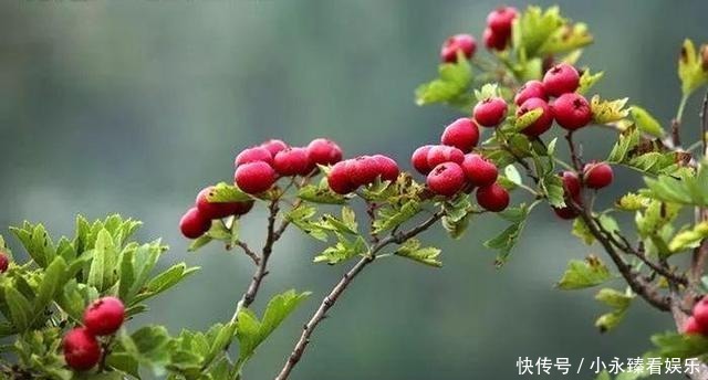 空地别闲着了！这几种树再穷也要栽一棵，果子比蜜甜，好养活