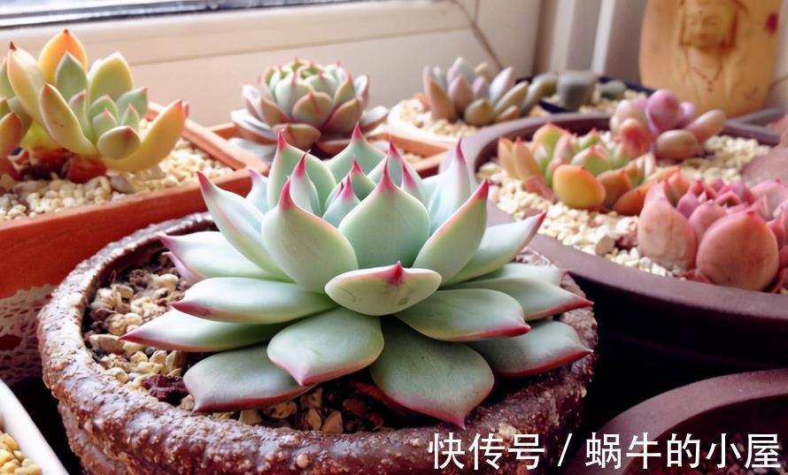 生根|多肉叶片状态不好、徒长、萌发气生根,该怎么解决?