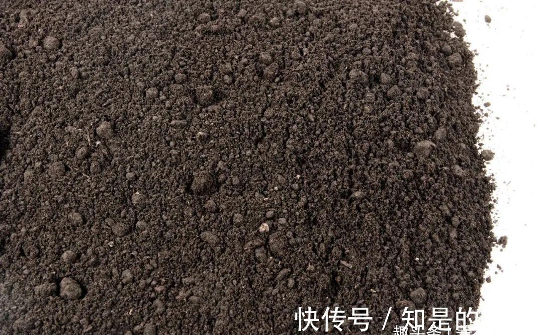 养花要用好土真能事半功倍,自己配的营养土,能让植物快速生长