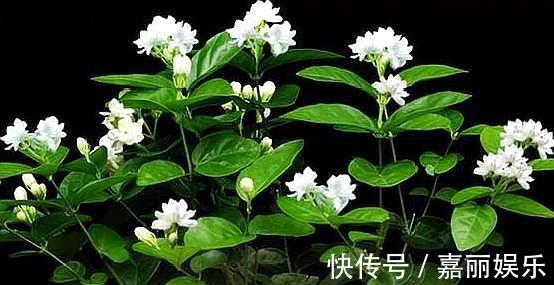 盆栽茉莉花,“摘”字要牢记!做好植株壮,四季开花,次次开爆!