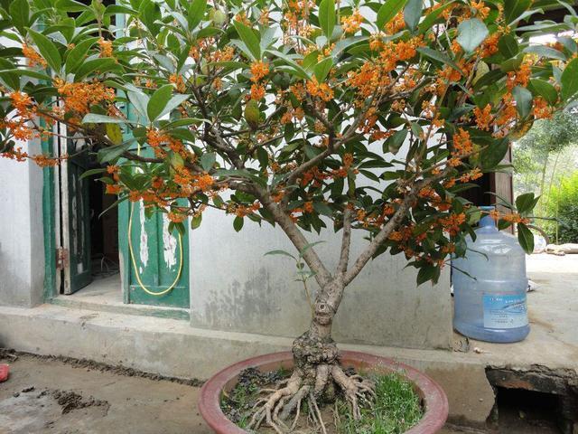 “便宜”的2种花，养在阳台上，越来越“值钱”，寓意好，太值！