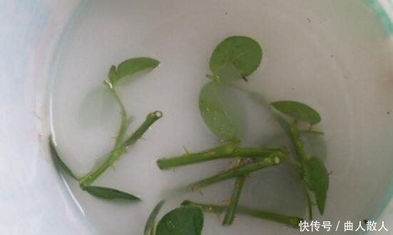 扦插月季不生根用它捂一捂,过几天“冒白根”,变成月季大户!