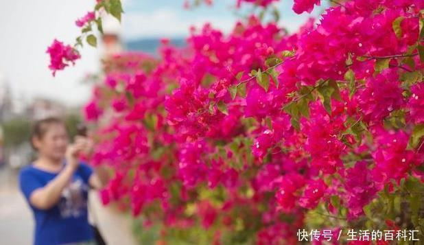 养护|三角梅这样来养护,爆盆开花不是梦,阳台庭院变花园