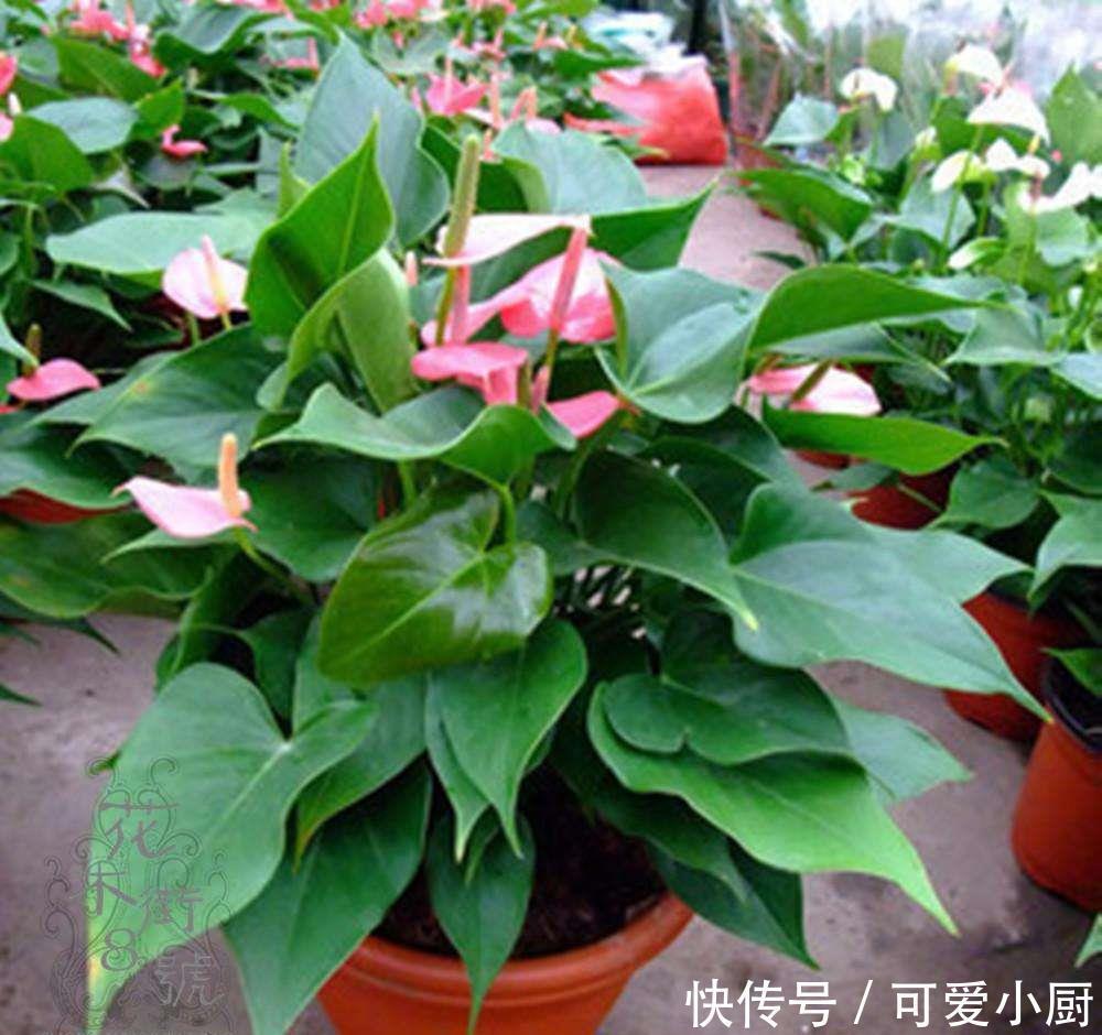 立冬后,养这5种花,最好搬到屋里,不然难越冬