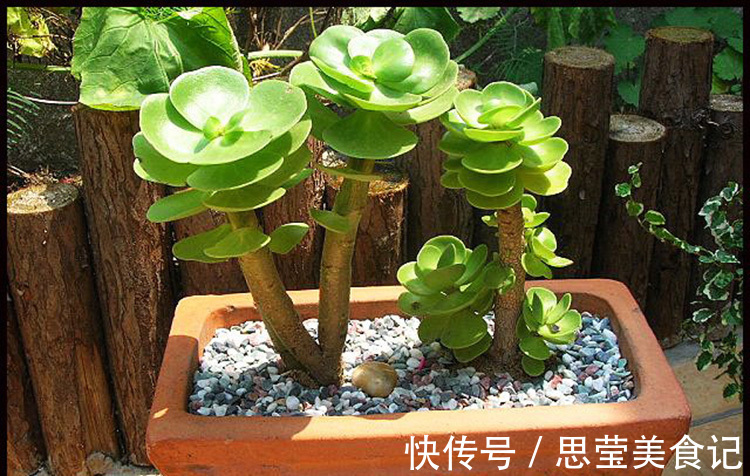 七种带“钱”的花,好看又好养,寓意吉祥,财源滚滚,建议养一盆