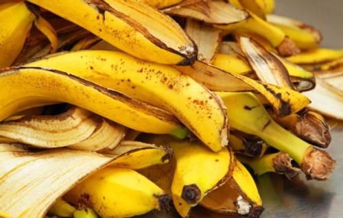 别再将经济又实用的养花宝贝“香蕉皮”当垃圾扔了